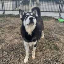 Thumbnail photo of Samuel #1