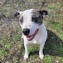 Thumbnail photo of Buddy #3
