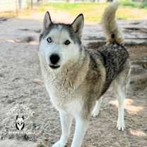 Thumbnail photo of Ozzy #2