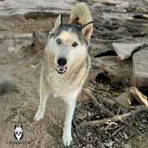 Thumbnail photo of Ozzy #3