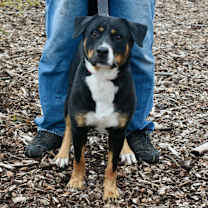 Thumbnail photo of Wishbone #2