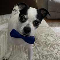 Thumbnail photo of Bugsy Malone #1