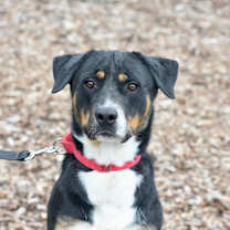 Thumbnail photo of Wishbone #3