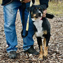 Thumbnail photo of Wishbone #4