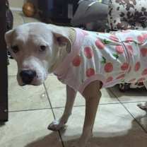 Thumbnail photo of Bella Luna #2