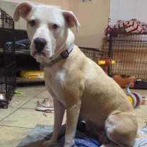 Thumbnail photo of Bella Luna #3