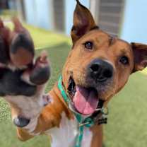 adopt-pet