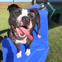 adopt-pet