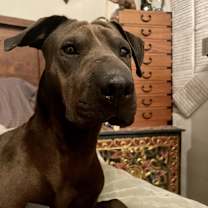 adopt-pet