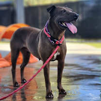 adopt-pet