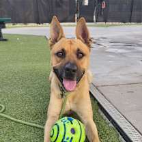 adopt-pet