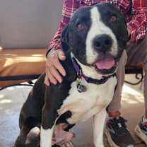 adopt-pet