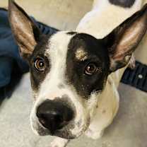 adopt-pet