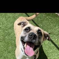 adopt-pet