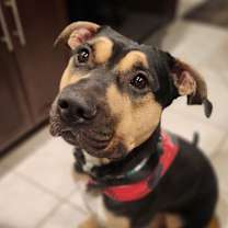 adopt-pet