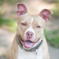 Thumbnail photo of Petunia #1