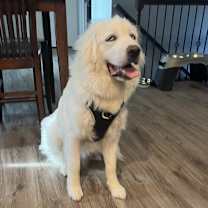 Thumbnail photo of Ori #2