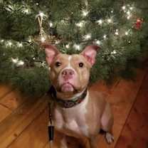 Thumbnail photo of Petunia #4