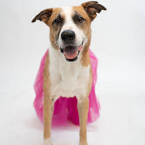 Thumbnail photo of Sophie #1