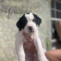 Thumbnail photo of Dottie #2