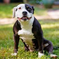 Thumbnail photo of Josephine #2