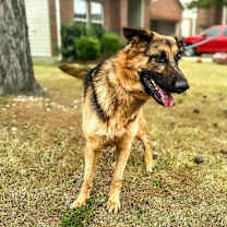 Thumbnail photo of Jaeger #4