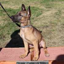 Thumbnail photo of Krypto #1