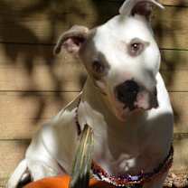 Thumbnail photo of Gracie Lou #1