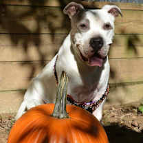 Thumbnail photo of Gracie Lou #3