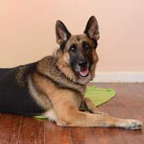Thumbnail photo of Lenny #1