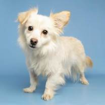 adopt-pet