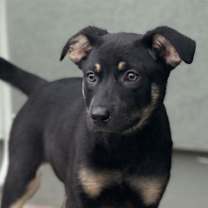 adopt-pet