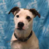 Thumbnail photo of Soy Sauce (Now Goofy) #1