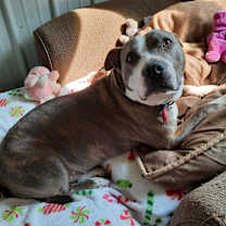 Thumbnail photo of Harley #2