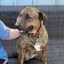 Thumbnail photo of Shelby #1