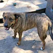 Thumbnail photo of Shelby #2