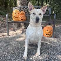 Thumbnail photo of Red Fish #2