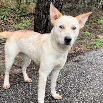 Thumbnail photo of Red Fish #3