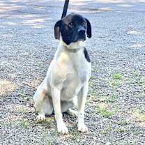 Thumbnail photo of Willow #2