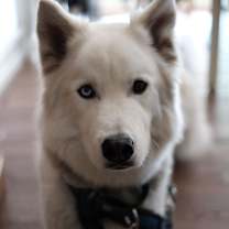 Thumbnail photo of Steve #4
