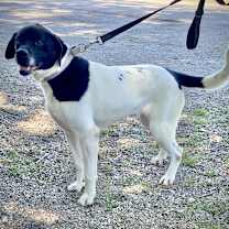 Thumbnail photo of Willow #3