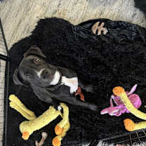 Thumbnail photo of Tootles #3