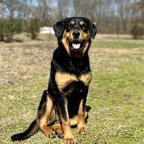 Thumbnail photo of Sable #1