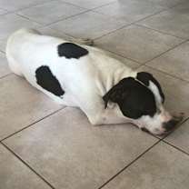 Thumbnail photo of Elvis #2