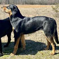 Thumbnail photo of Sable #2