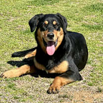 Thumbnail photo of Sable #3