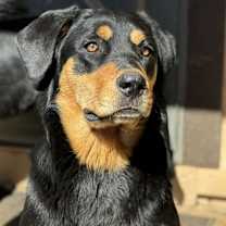 Thumbnail photo of Sable #4