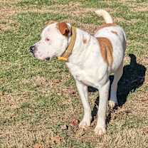 Thumbnail photo of Dewey #2