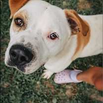 Thumbnail photo of Dewey #4