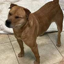 Thumbnail photo of Molly #3